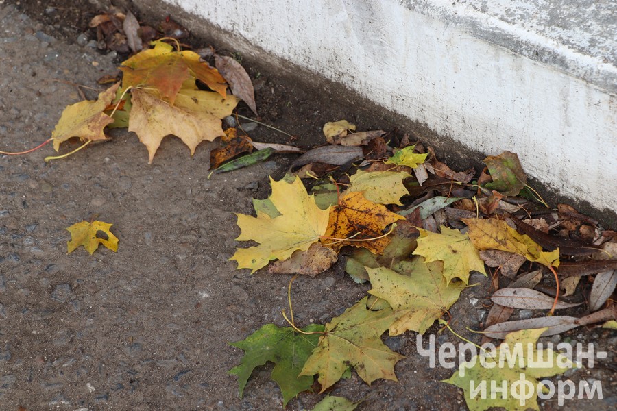 Чирмешән районы административ комиссиясе сәркатибе Ләйсән Хәбибуллина әйтүенчә, бу үсемлекләр гади чүп үләне генә түгел: фото Гузель Шафиковой