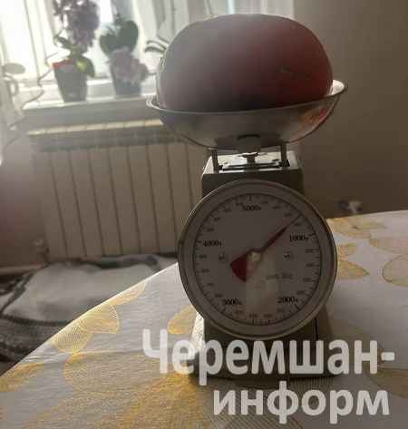 Вес некоторых из выращенных в ее теплице томатов достигал 750 граммов Фото: Ирина Ермолаева