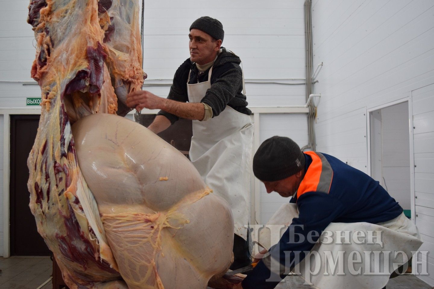 В Лашманском  кооперативе "Черемшан" забили  на мясо быка весом 9 центнеров
