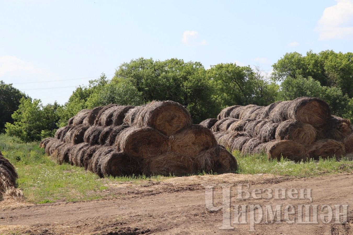В обществе «Аккиреево» заготовлено 223 тонны сена