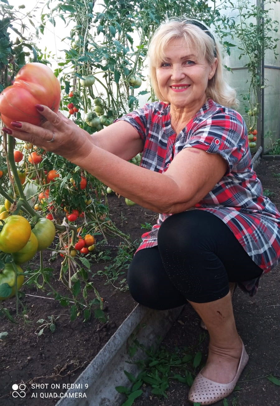 В Старом Ильмове вырастили чудо-помидоры весом более одного килограмма
