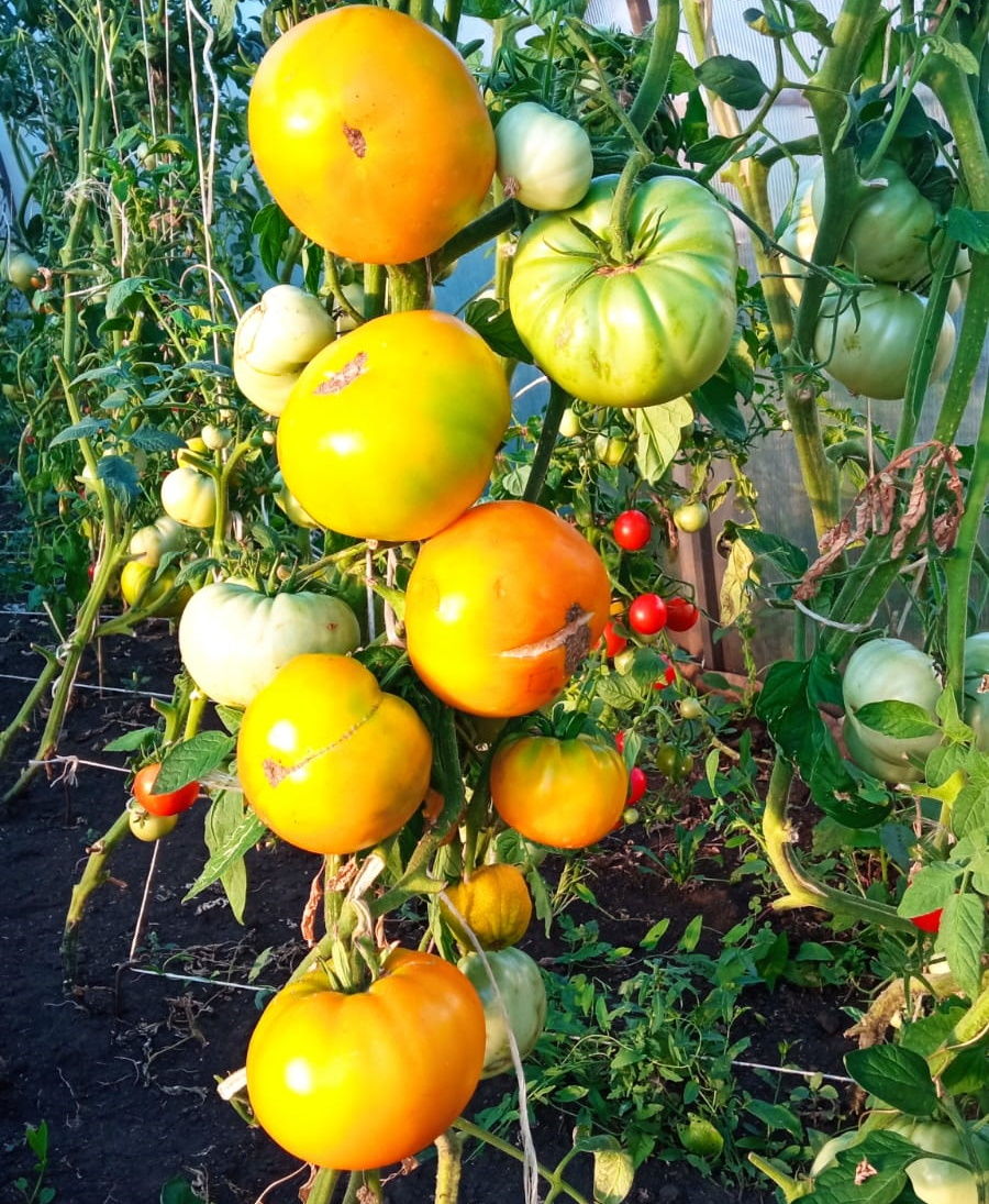 В Старом Ильмове вырастили чудо-помидоры весом более одного килограмма