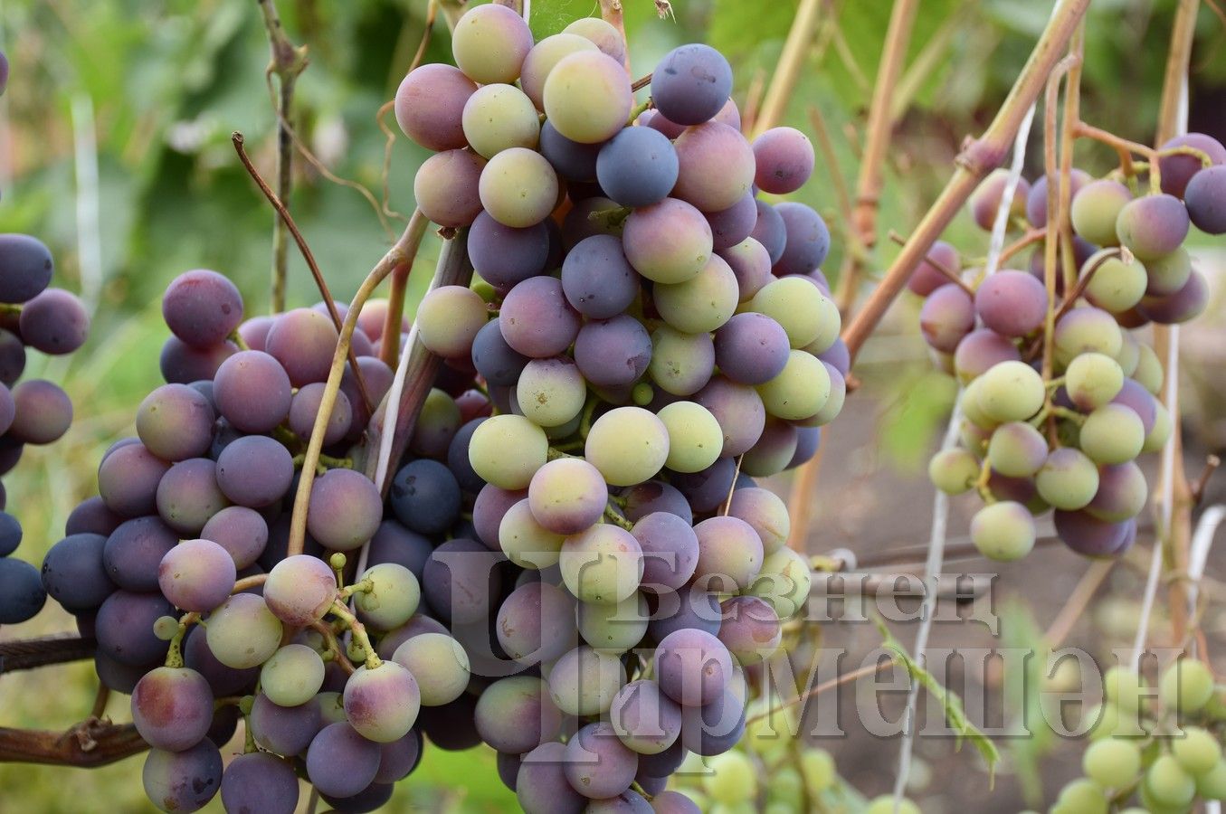 Чирмешән нефтьчесе ун төрле виноград үстерә