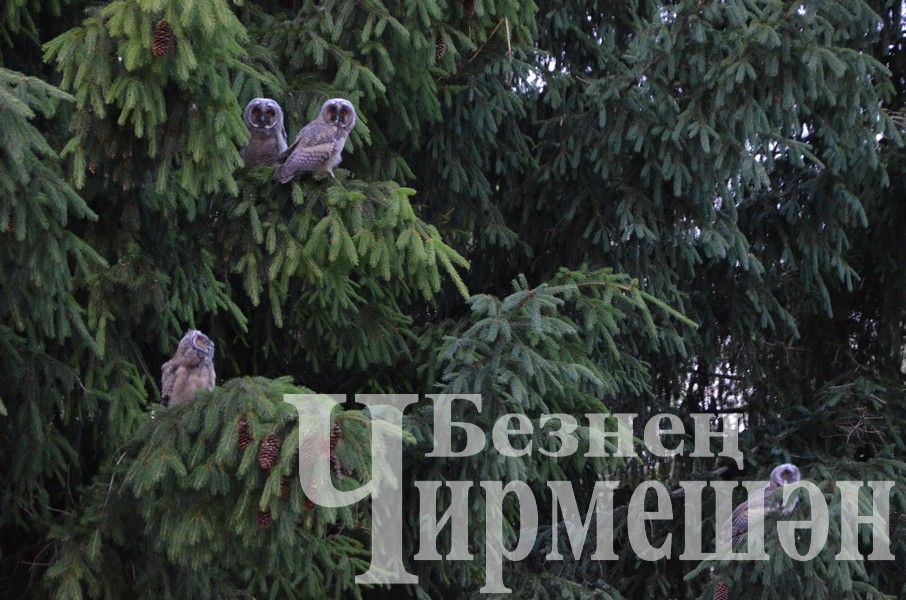 Совы наблюдают за работой сотрудников редакции районной газеты