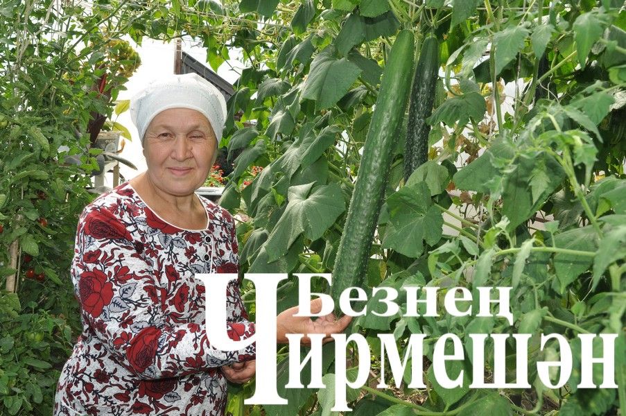 Иске Кади укытучысы  62 сантиметр озынлыктагы кыяр үстергән