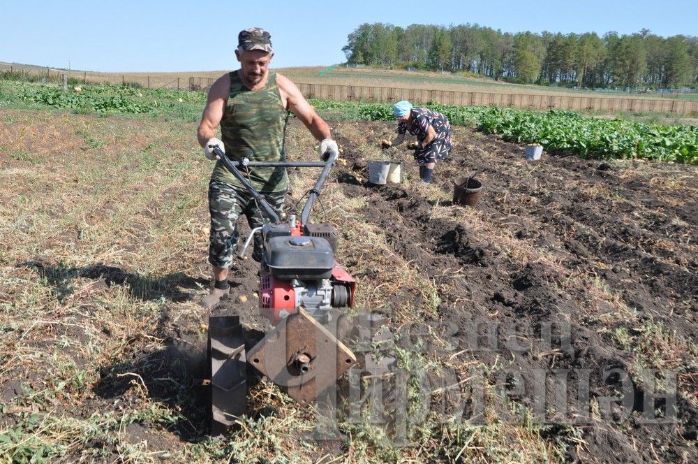 Гимрановы из Старого Кадеева часто пекут картофельные пельмени