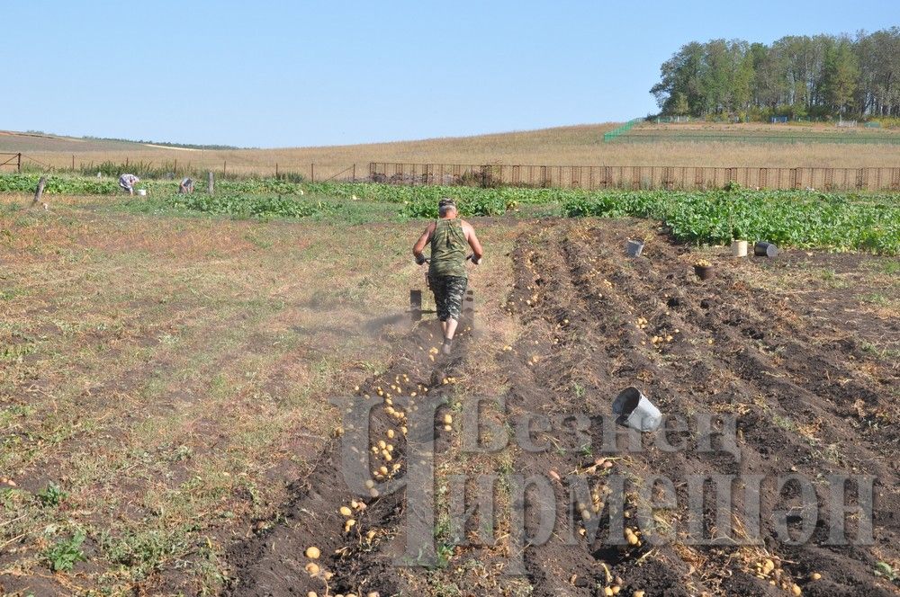 Гимрановы из Старого Кадеева часто пекут картофельные пельмени