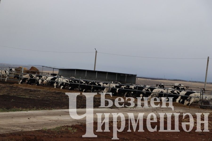 “Ильхан” җәмгыятенә былтыр 300 баш тана алдылар
