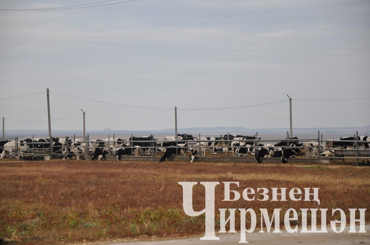 Общество «Ильхан» при поддержке республики приобрело 433 головы нетелей