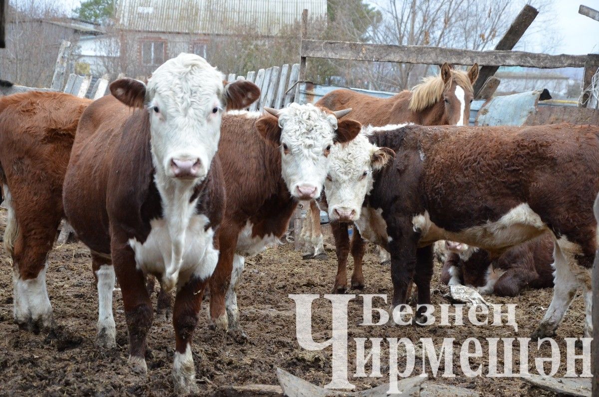 Семья Аглюковых из Черного Ключа содержат около 60 голов скота