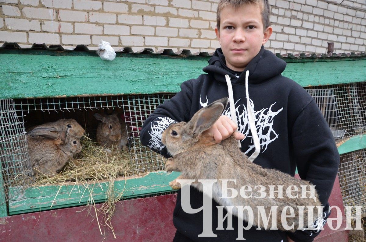 Семья Аглюковых из Черного Ключа содержат около 60 голов скота