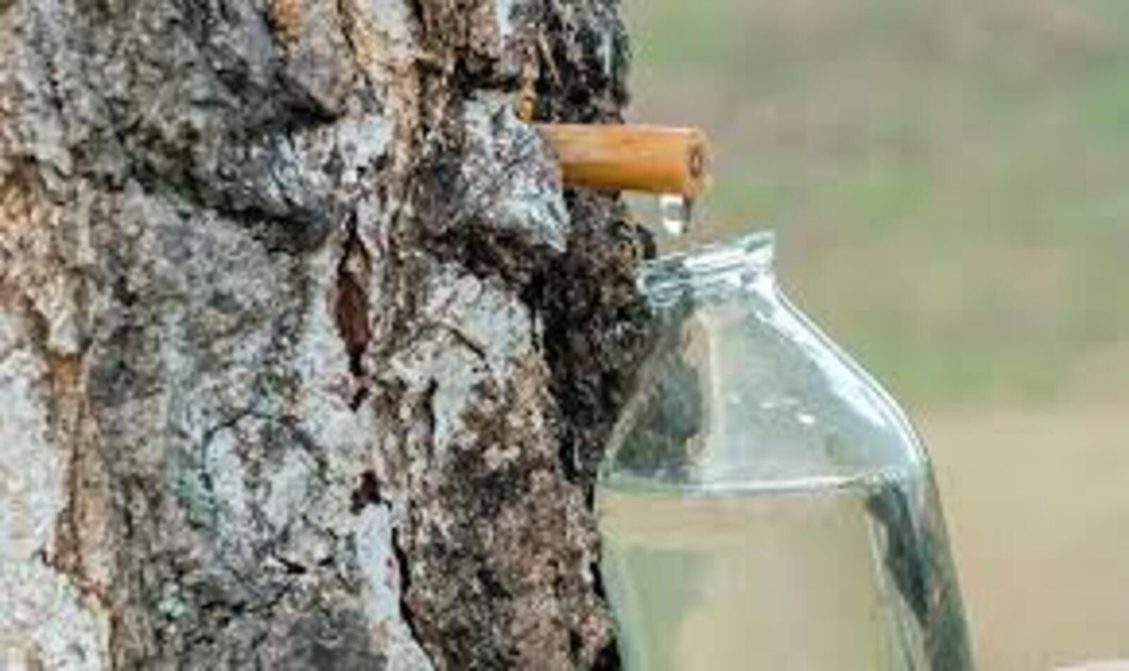 Каен сутын ничек дөрес җыярга һәм кулланырга?