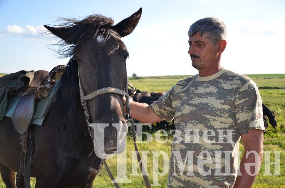 Имран Муслумов из Черемшана решил завести верблюдов