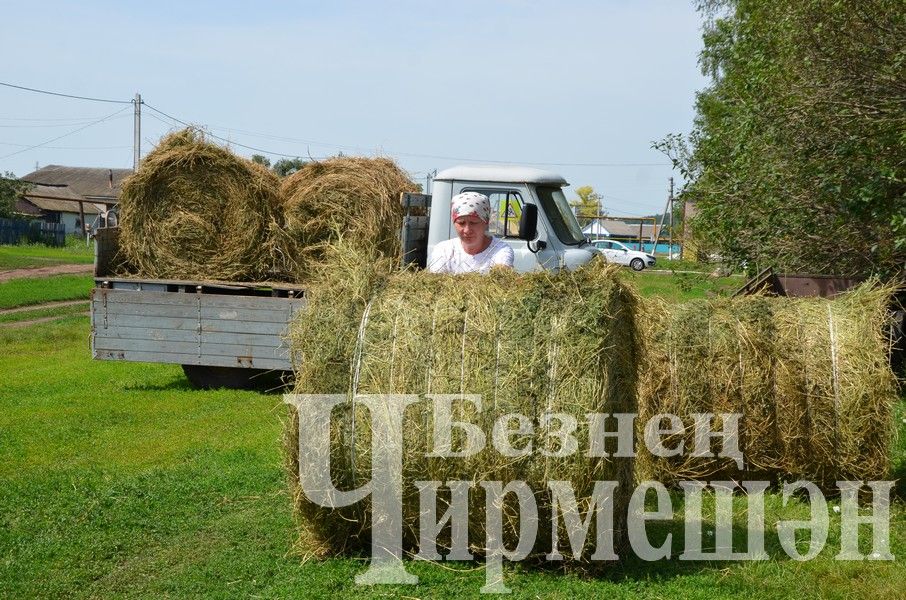 Новоильмовским фермерам на зиму необходимо 100 тюков сена