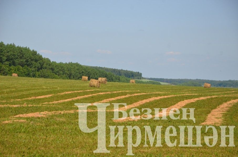 Новоильмовским фермерам на зиму необходимо 100 тюков сена