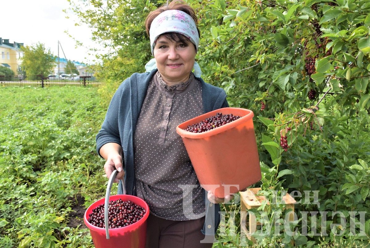 Жительница Черемшана Лилия Шайхутдинова из красной черемухи делает и компот, и варенье