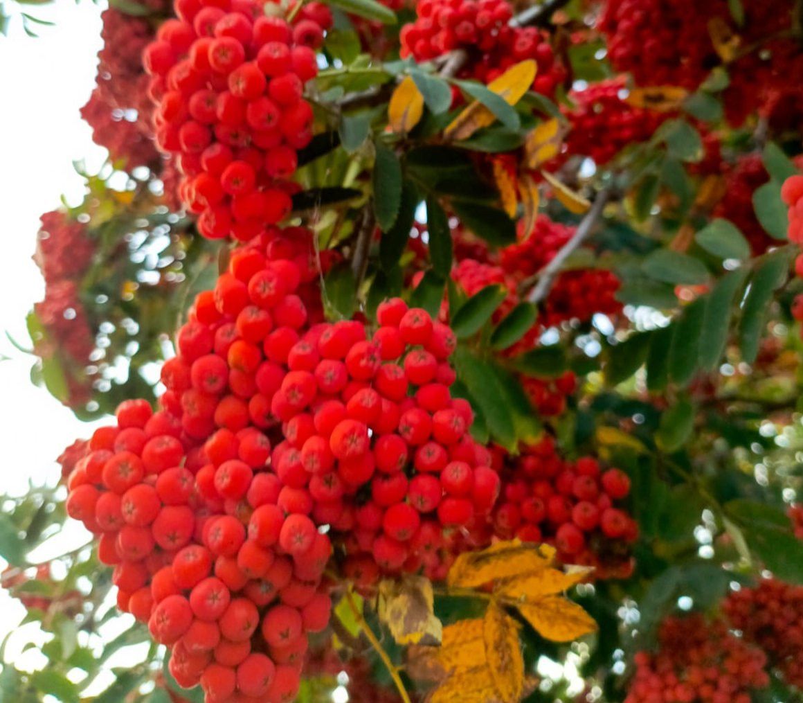 Кызыл миләш ютәлне баса