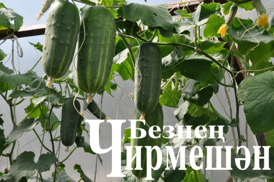 Кыяр әче булмасын өчен нишләргә кирәк?