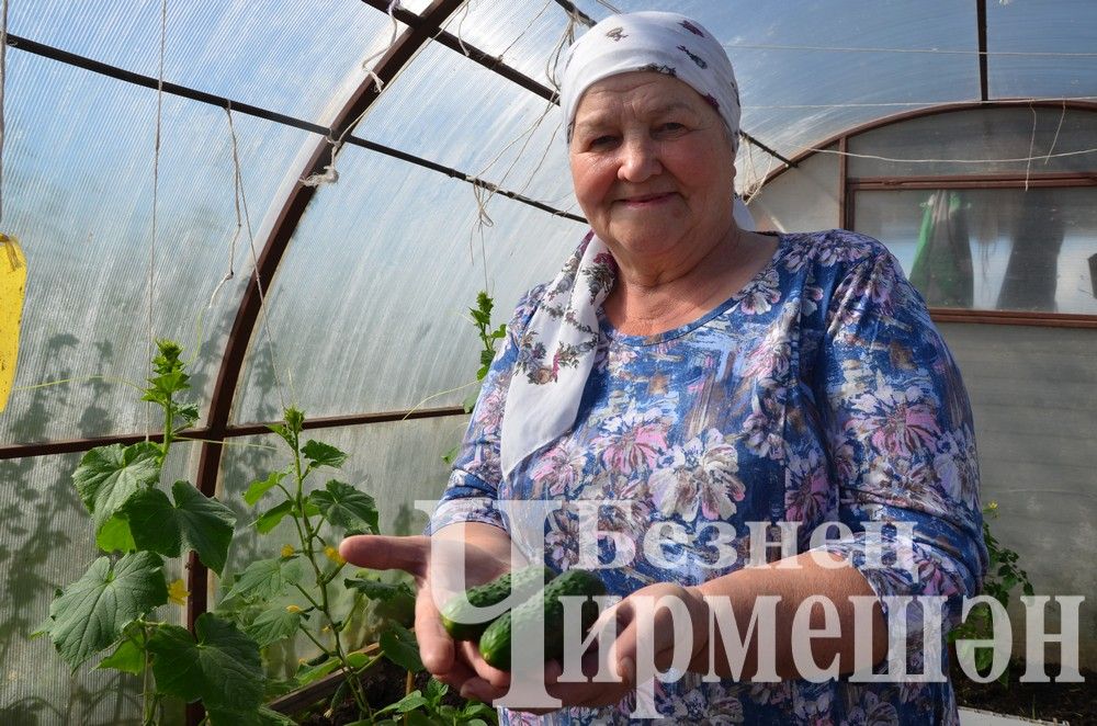 Бәркәтә авылыннан Әлфинур Насретдинованың кыярлары өлгергән