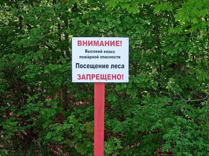 Чирмешән районында урманнарга керүне чикләделәр