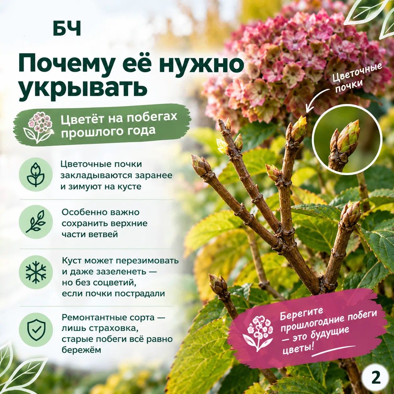 Подготовьте крупнолистную гортензию к зиме правильно