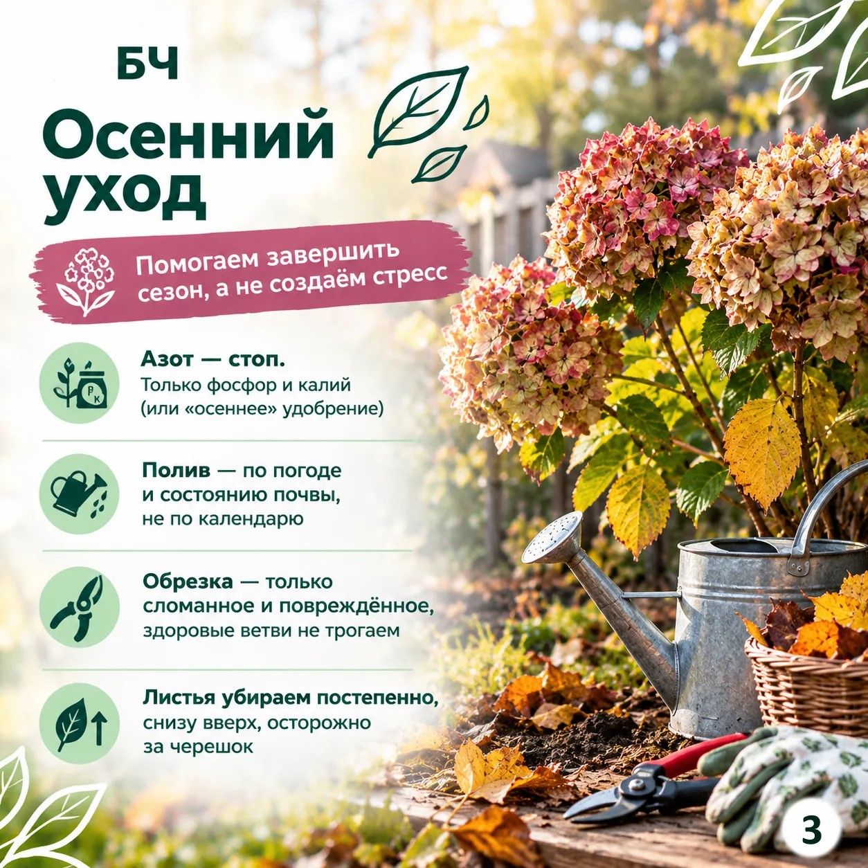 Подготовьте крупнолистную гортензию к зиме правильно