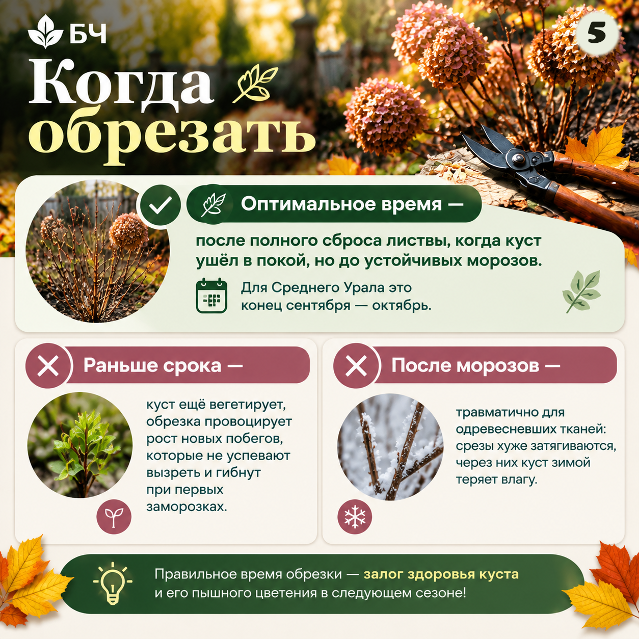 Готовим гортензию метельчатую к холодам