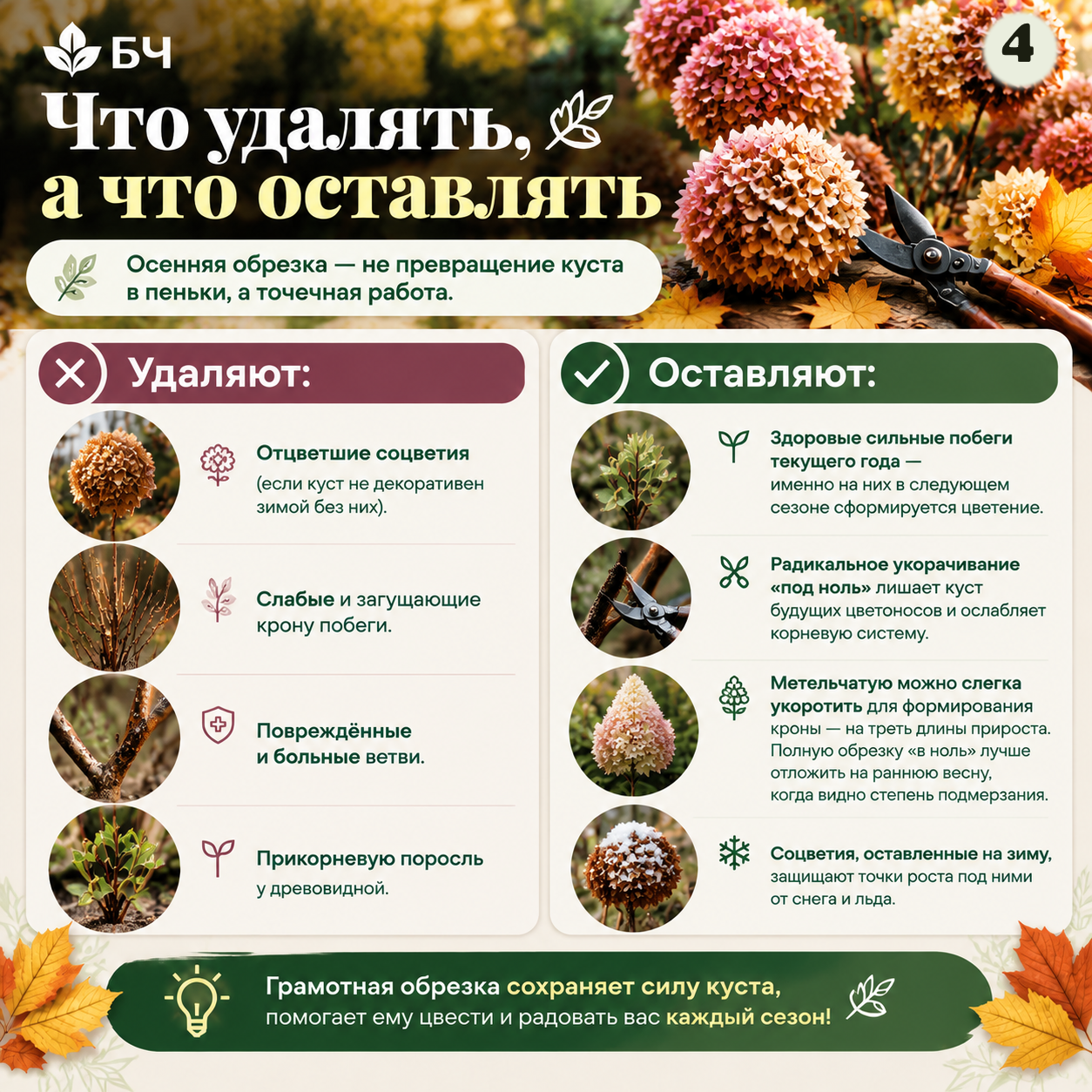 Готовим гортензию метельчатую к холодам