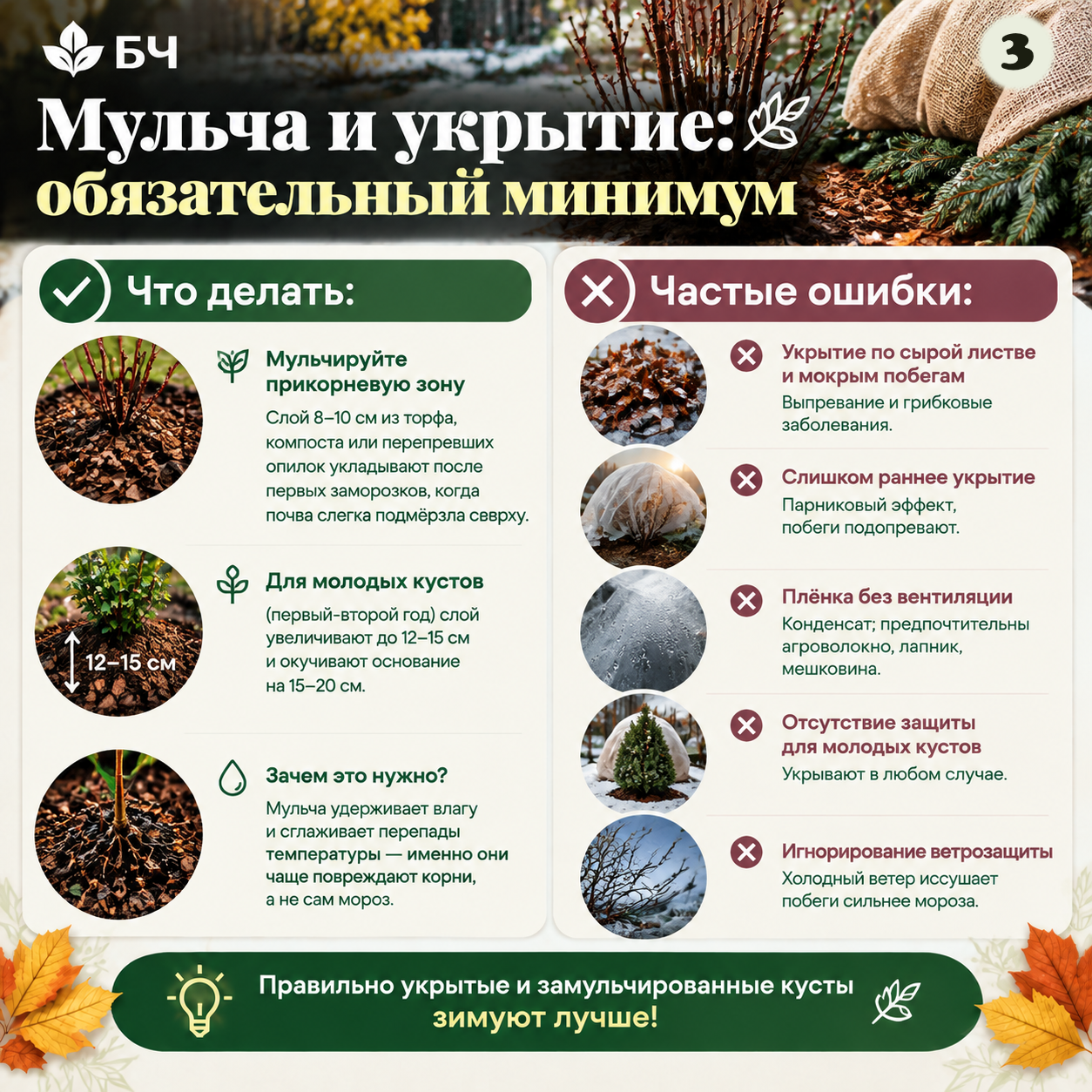 Готовим гортензию метельчатую к холодам
