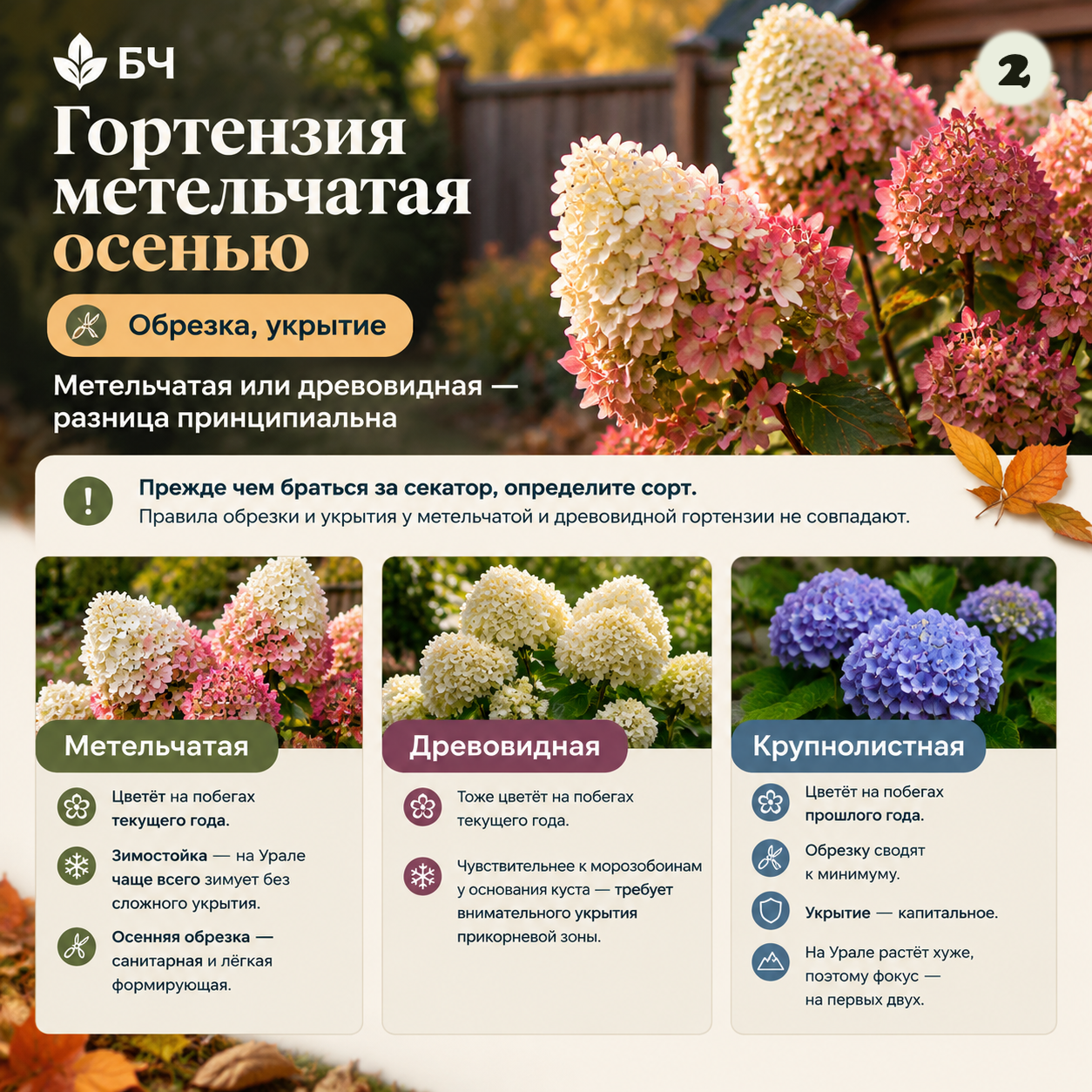 Готовим гортензию метельчатую к холодам