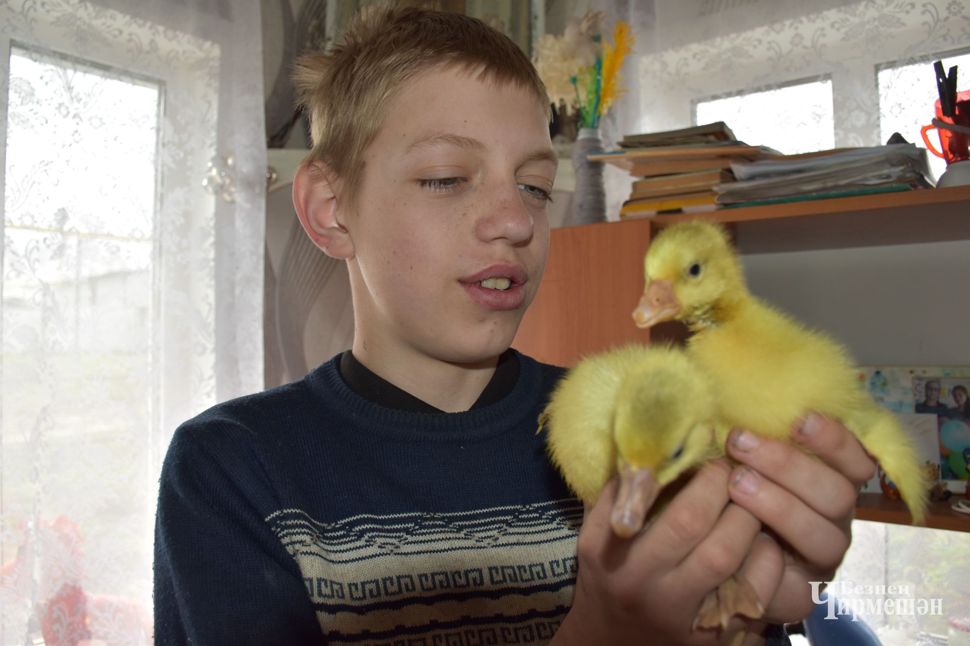 14-летний Володя Семайкин из Кутемы выводит гусят в инкубаторе