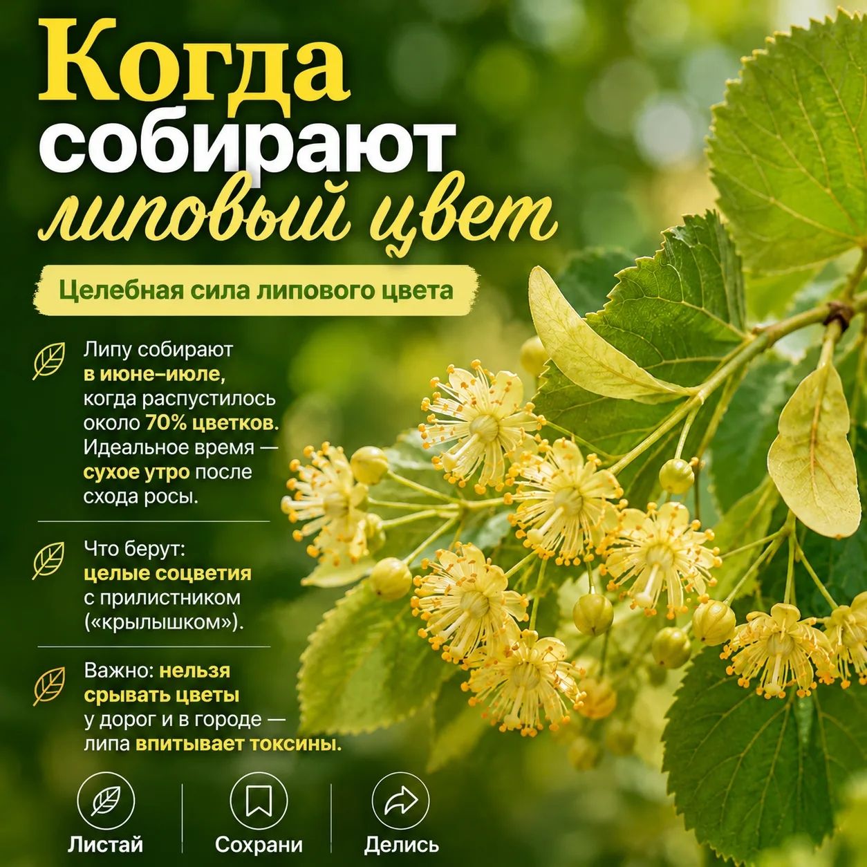 Липа: когда природа дарит волшебство
