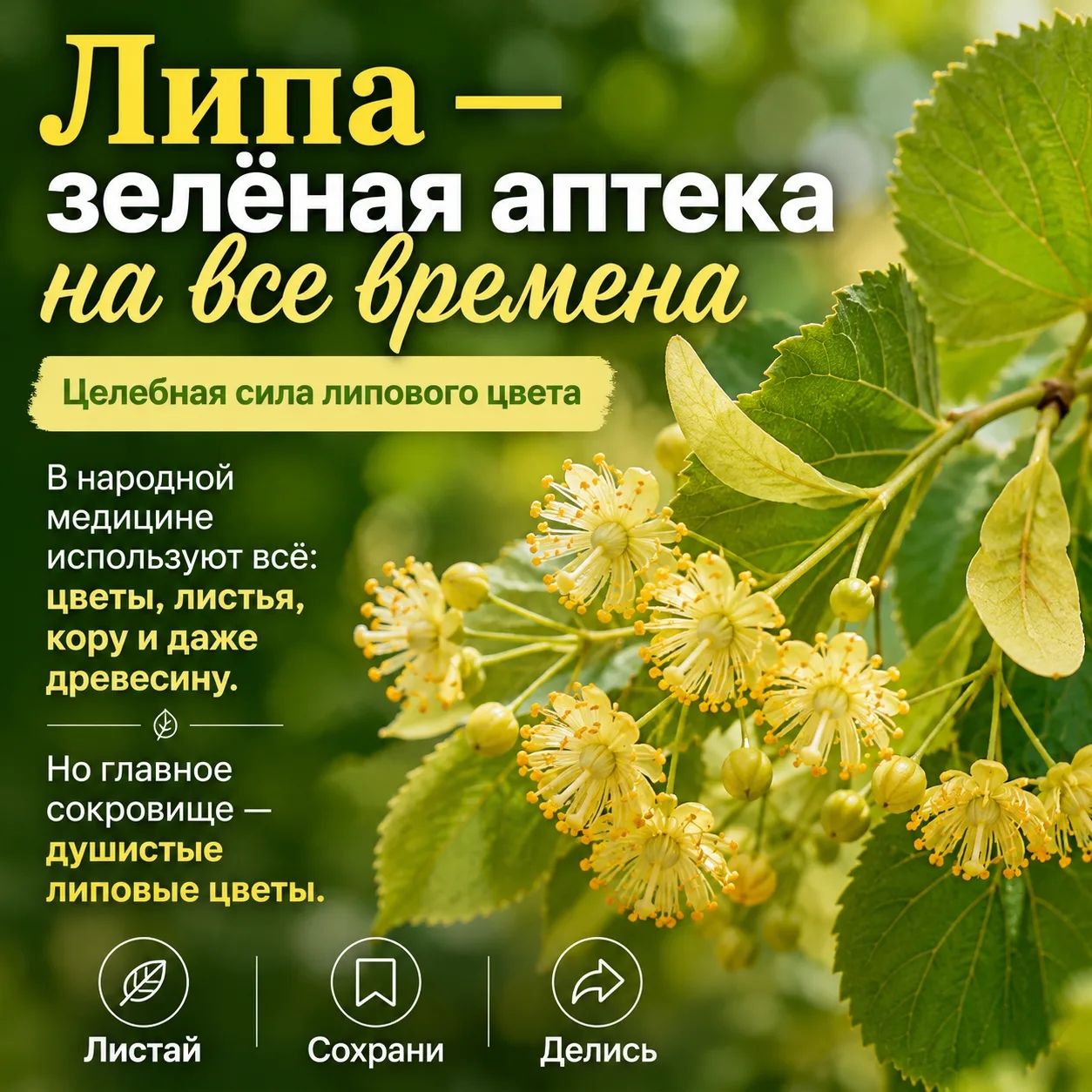 Липа: когда природа дарит волшебство