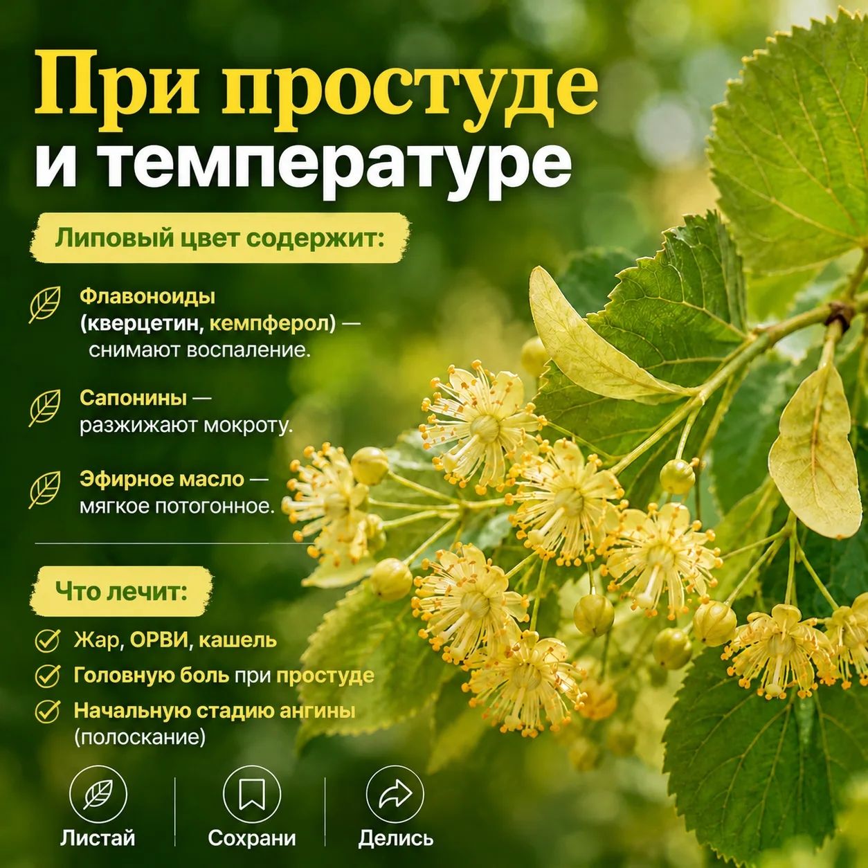 Липа: когда природа дарит волшебство
