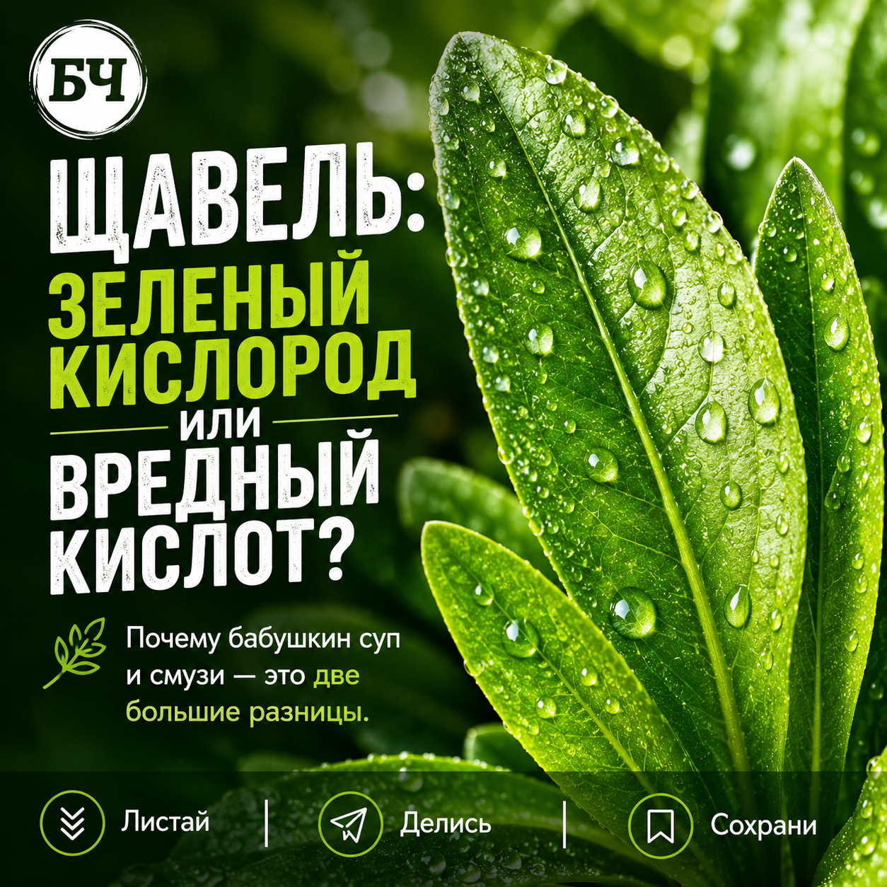 Щавель: польза и вред (карточки)