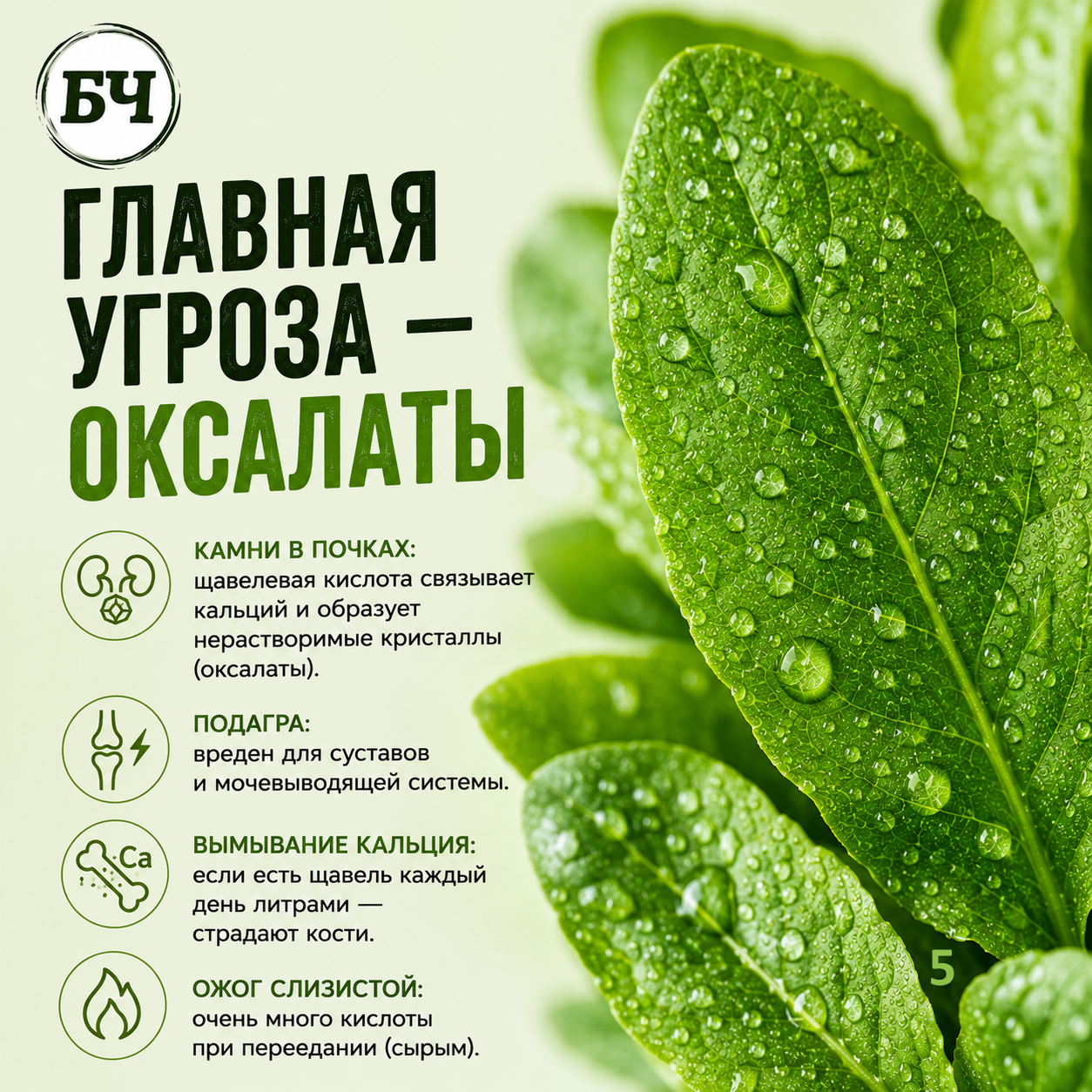 Щавель: польза и вред (карточки)