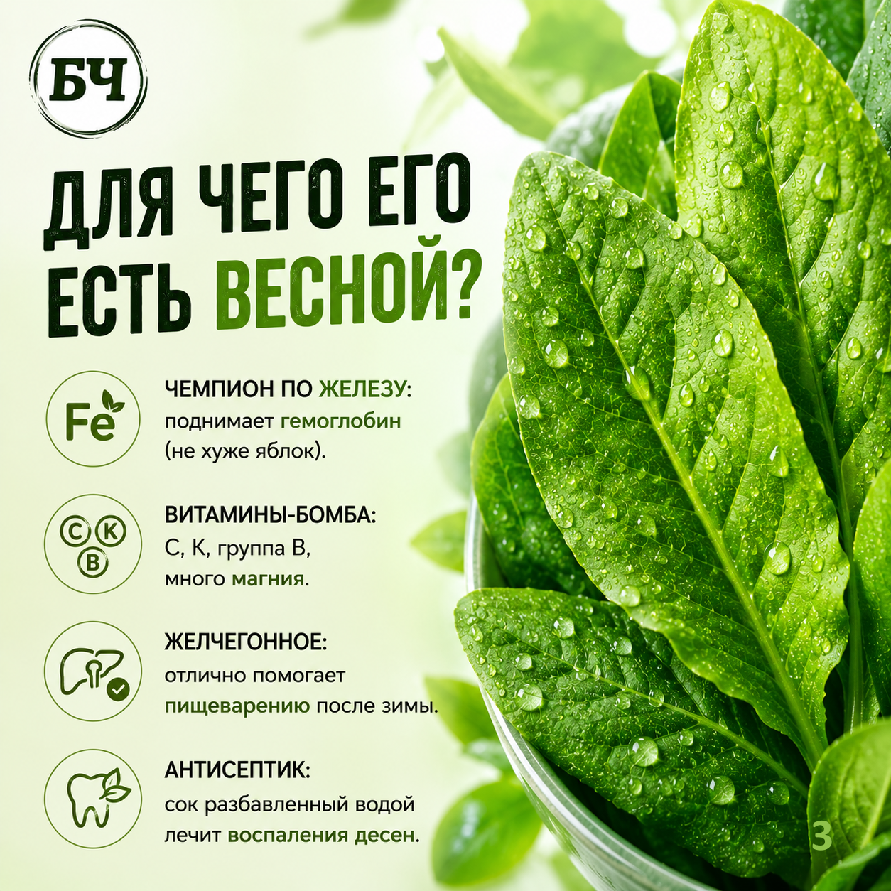 Щавель: польза и вред (карточки)