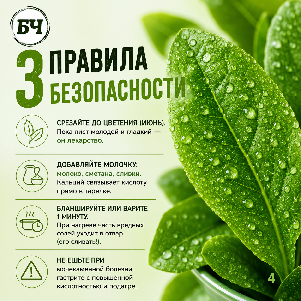 Щавель: польза и вред (карточки)