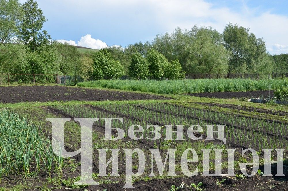 Сарымсак укларын өздегезме әле?
