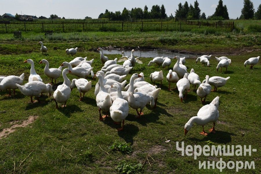 Түбән Кәминкәдән Мамедовлар йорты тирәсендә кош тавышы тынмый
