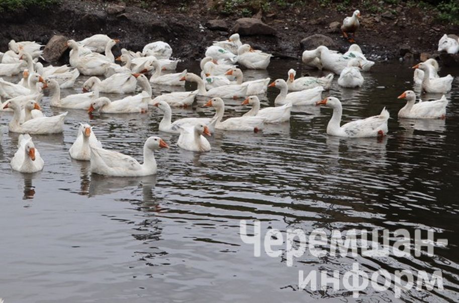 Бәркәтәдән Фазыл Садртдинов токымлы казлар үстерә