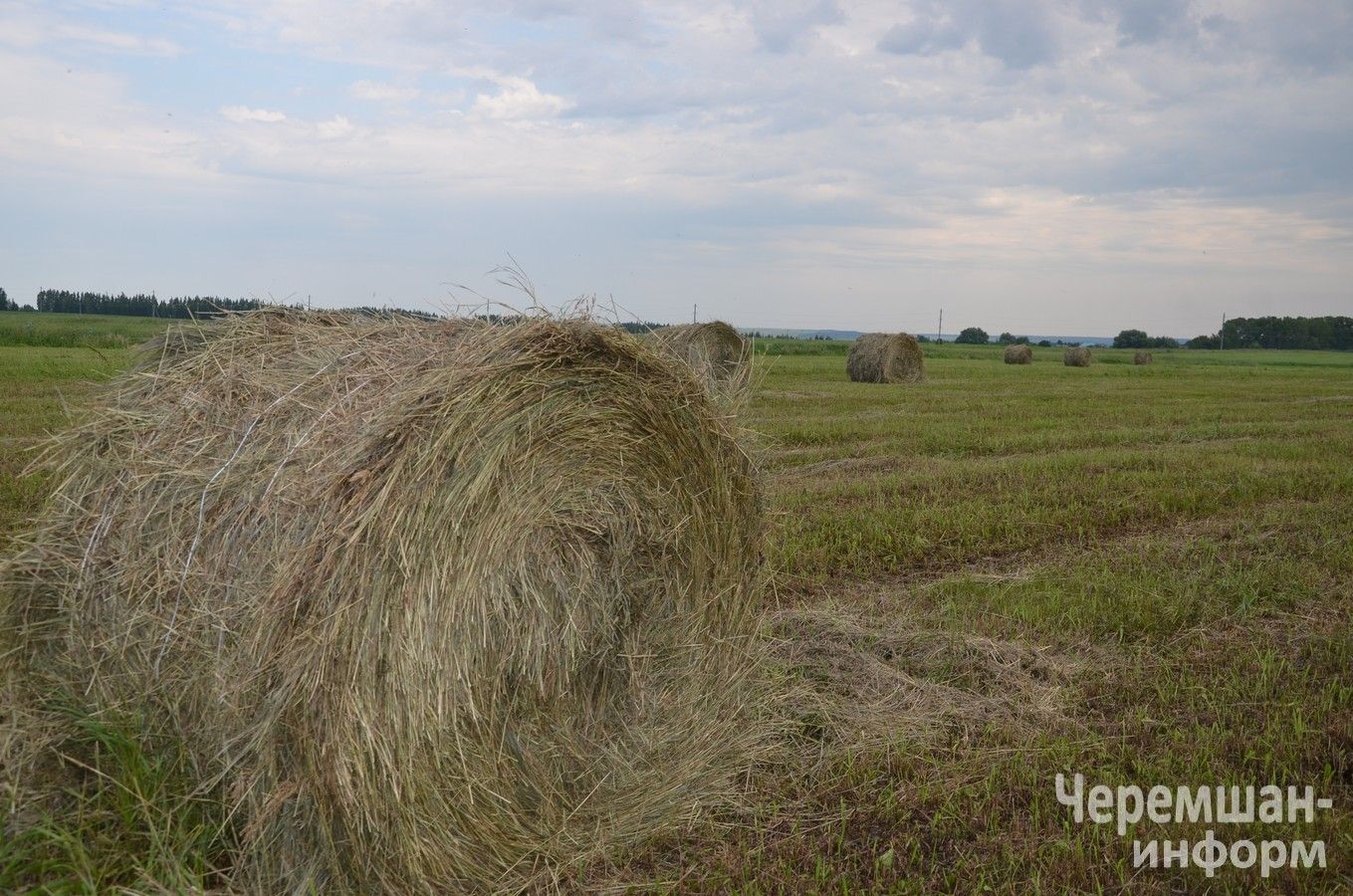 Туймәт фермерының әлегә 80 төргәк яңа печәне бар