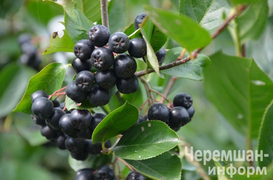 Ульяновкадан Ирина Ермолаева сөйкемле елмаюы белән 1әр килограммлы ук помидорлар үстерә