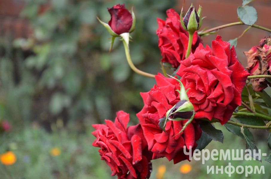 Ульяновкадан Ирина Ермолаева сөйкемле елмаюы белән 1әр килограммлы ук помидорлар үстерә