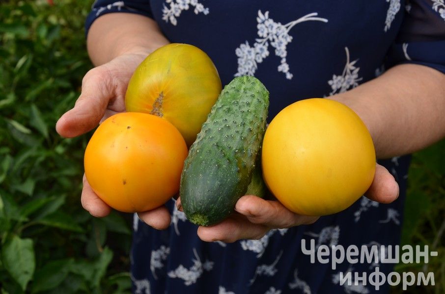 Ульяновкадан Ирина Ермолаева сөйкемле елмаюы белән 1әр килограммлы ук помидорлар үстерә