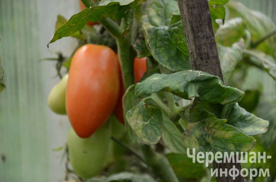 Ульяновкадан Ирина Ермолаева сөйкемле елмаюы белән 1әр килограммлы ук помидорлар үстерә