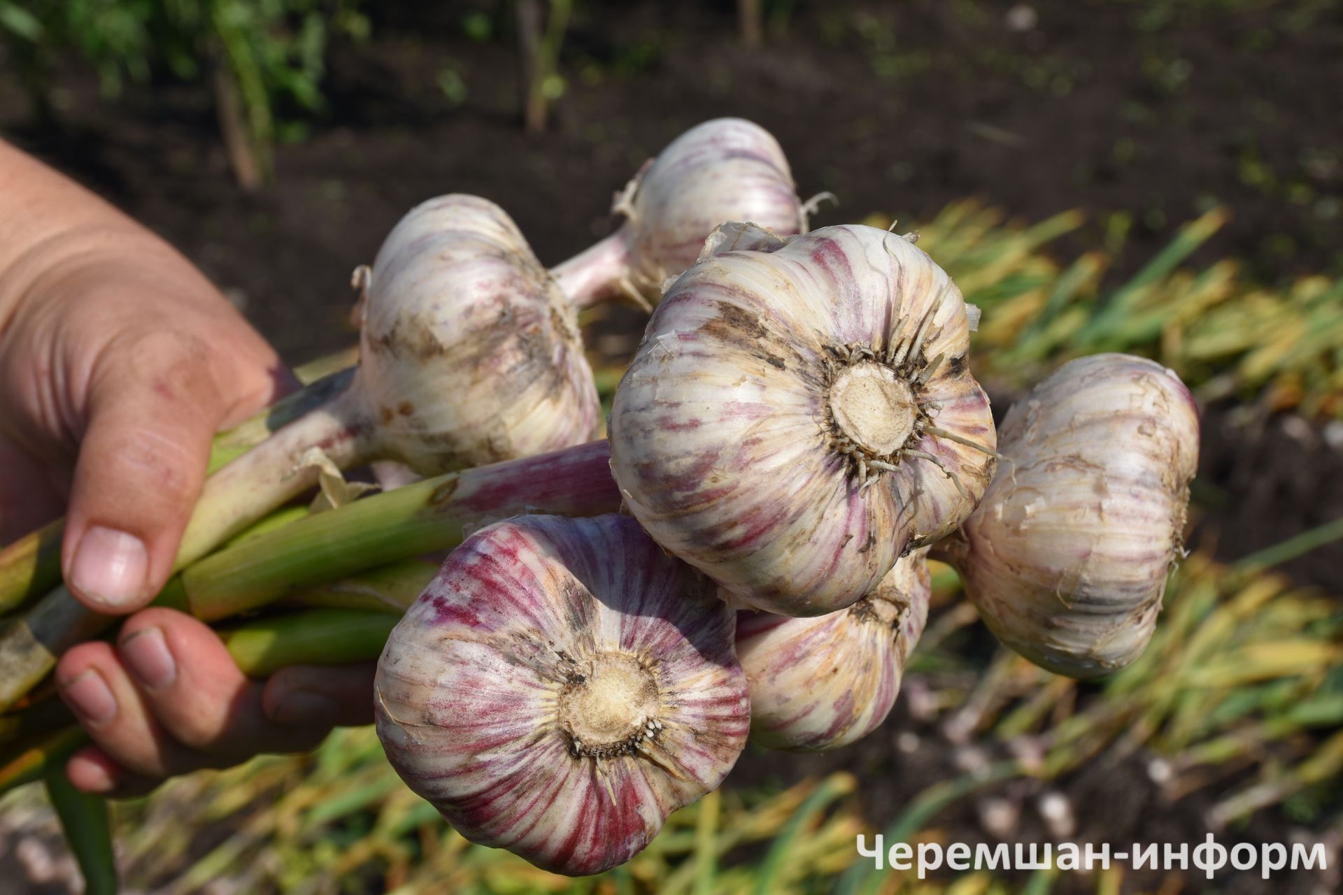Правила хранения чеснока
