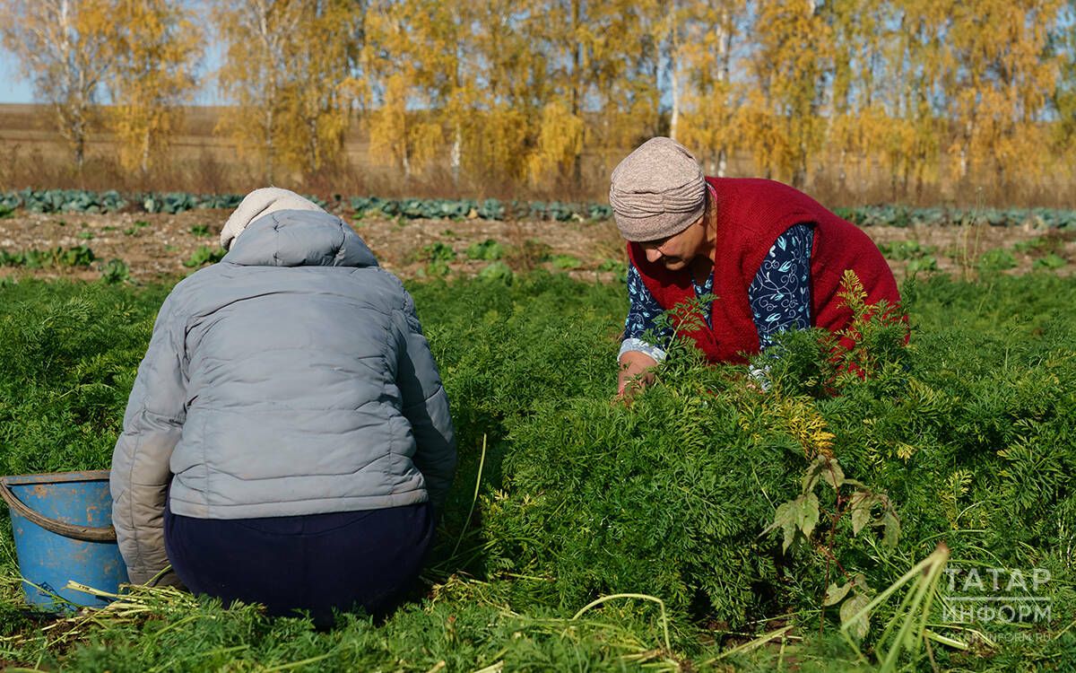 Осенние работы в саду и огороде