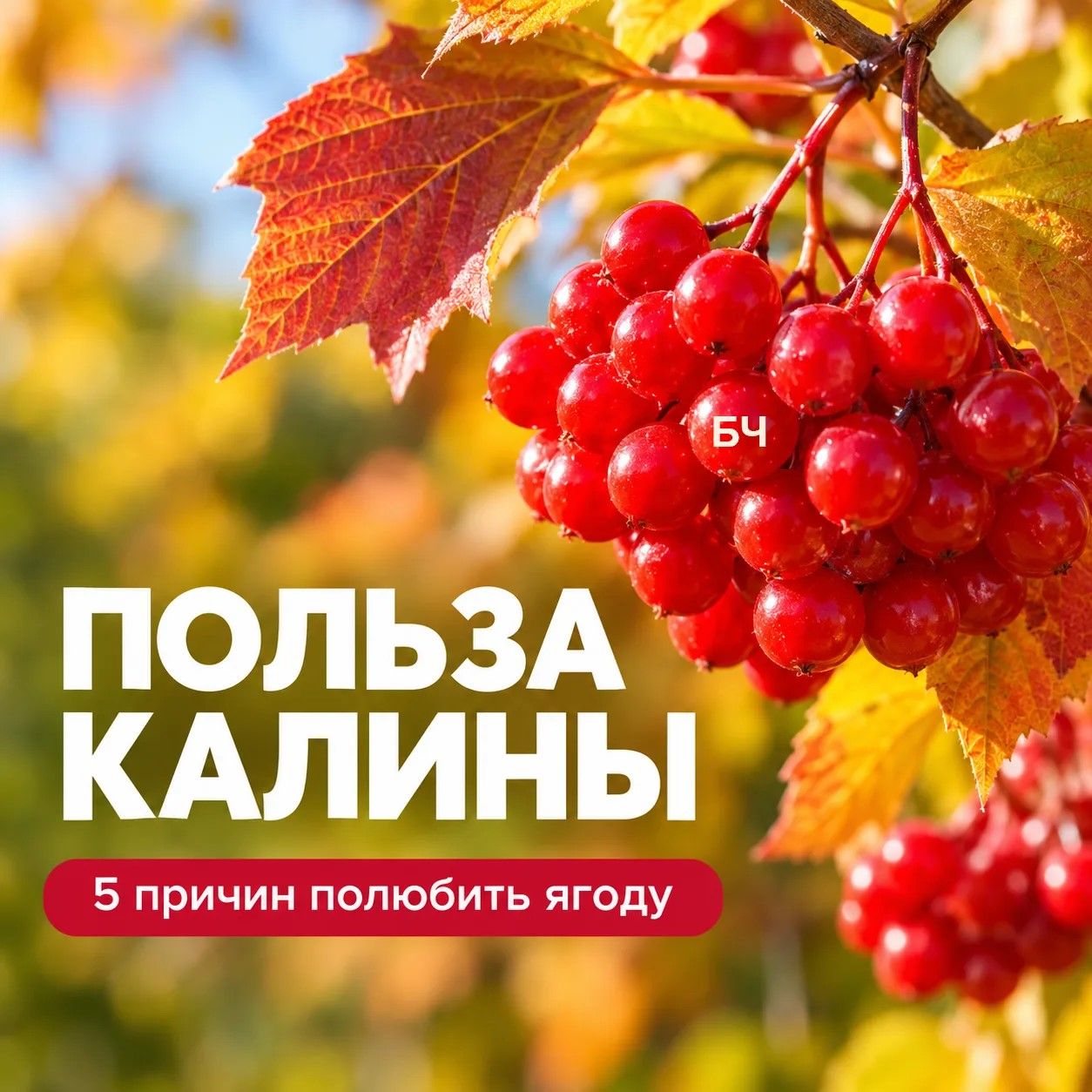 Красные гроздья — натуральная поддержка здоровья