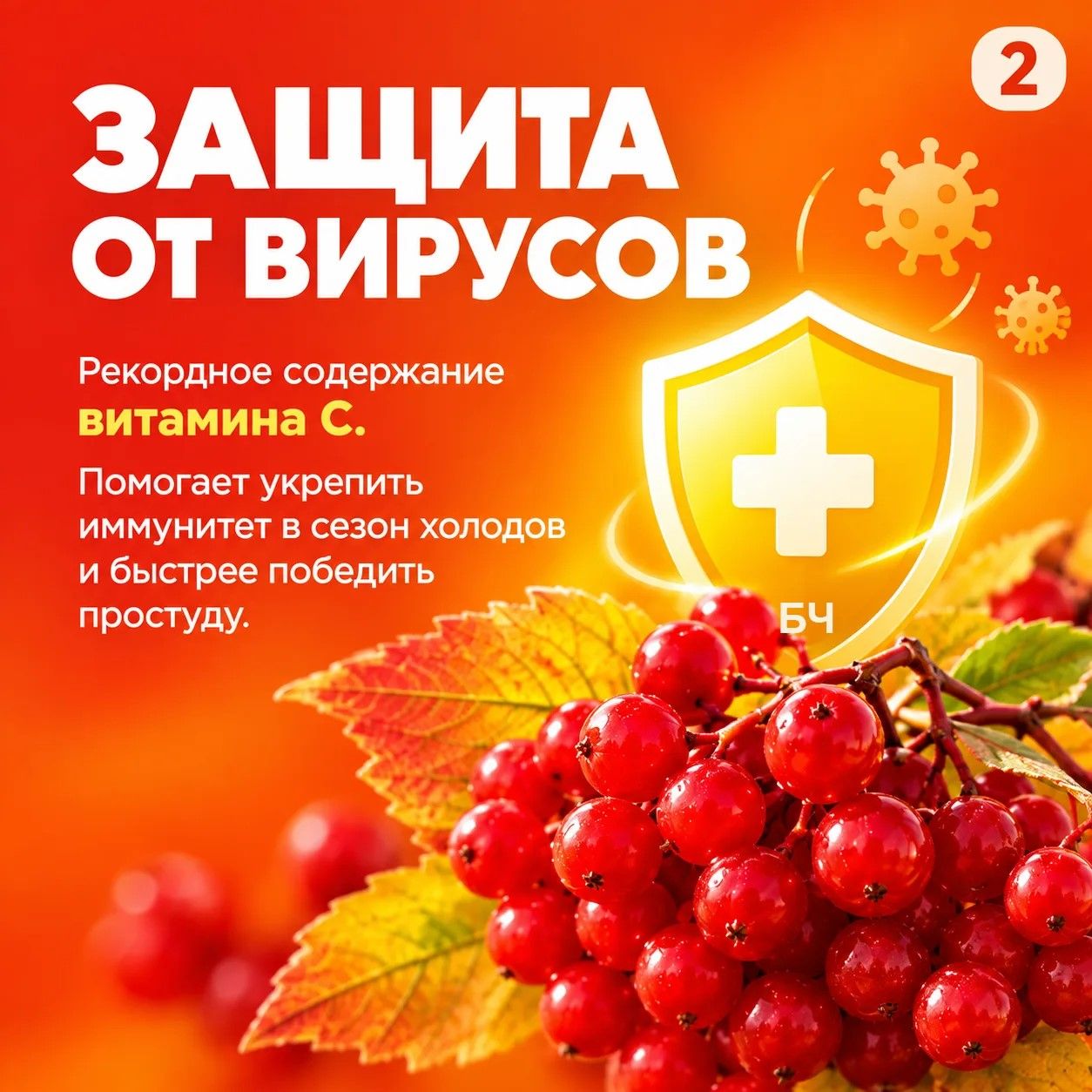 Красные гроздья — натуральная поддержка здоровья